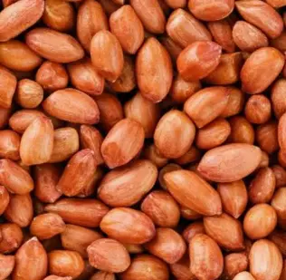 KACANG TANAH